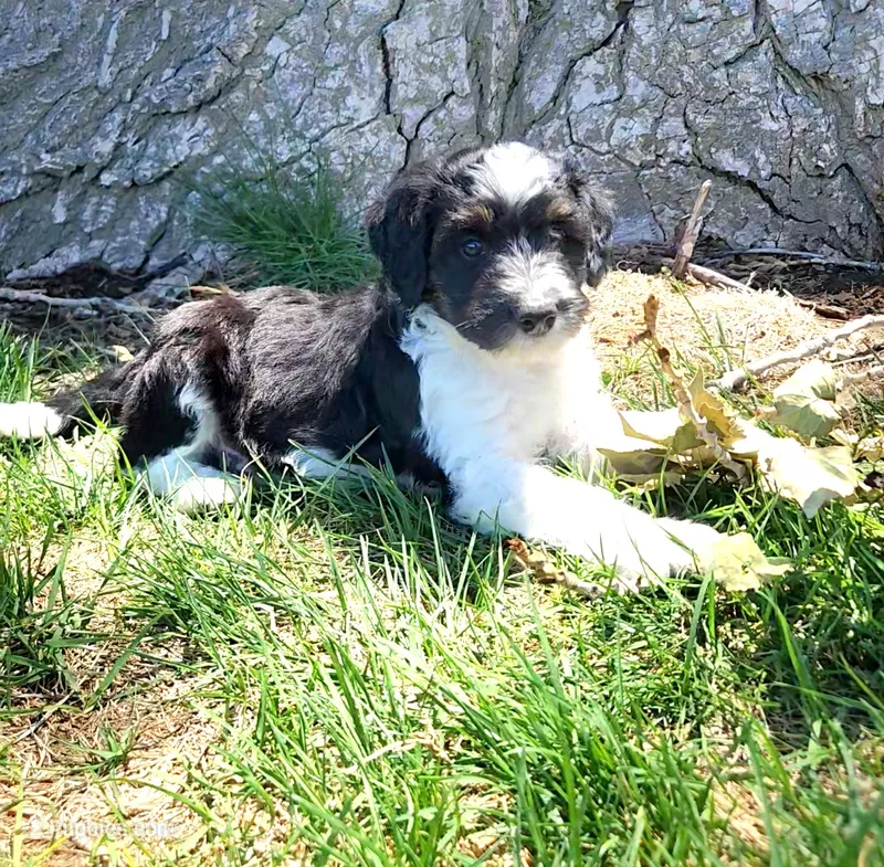 Bordoodle – Bordoodle puppy for sale in Scottsbluff, NE