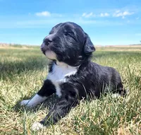 Bordoodle, a female Border Collie and Poodle - Standard  for sale in Scottsbluff, NE – 2 of 4
