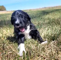 Bordoodle, a female Border Collie and Poodle - Standard  for sale in Scottsbluff, NE – 4 of 4