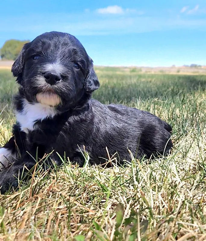 Bordoodle – Border Collie, Poodle - Standard  puppy for sale in Scottsbluff, NE