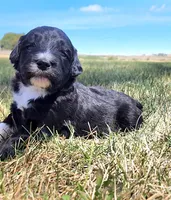 Bordoodle, a female Border Collie and Poodle - Standard  for sale in Scottsbluff, NE – 1 of 4