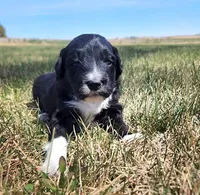 Bordoodle, a female Border Collie and Poodle - Standard  for sale in Scottsbluff, NE – 3 of 4