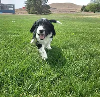 Bordoodle, a male Bordoodle for sale in Scottsbluff, NE – 4 of 6