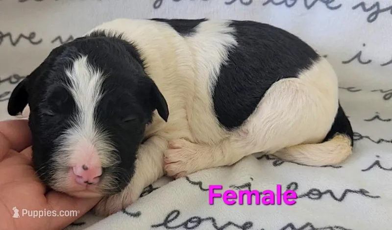 Layla, a female Bordoodle for sale in Scottsbluff, NE – Photo 1 of 2