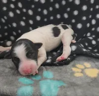 Marshall, a male Bordoodle for sale in Scottsbluff, NE – Photo 1 of 2