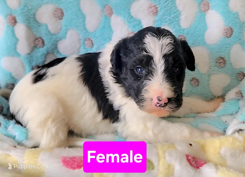 Layla – Border Collie, Poodle - Standard  puppy for sale in Scottsbluff, NE