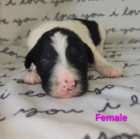 Layla, a female Bordoodle for sale in Scottsbluff, NE – Photo 2 of 2