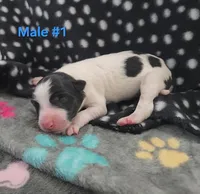 Marshall, a male Bordoodle for sale in Scottsbluff, NE – Photo 2 of 2