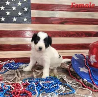 Bordoodle, a female Bordoodle for sale in Scottsbluff, NE – 5 of 5