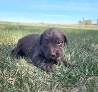 Bordoodle, a female Border Collie and Poodle - Standard  for sale in Scottsbluff, NE – 5 of 6