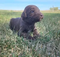 Bordoodle, a female Border Collie and Poodle - Standard  for sale in Scottsbluff, NE – 4 of 6