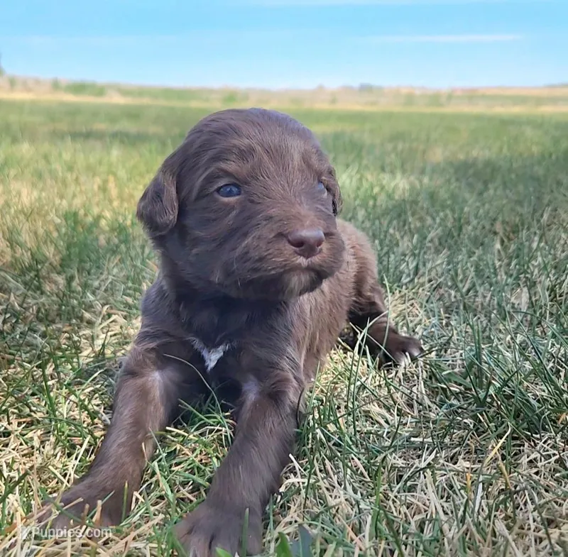 Bordoodle – Border Collie, Poodle - Standard  puppy for sale in Scottsbluff, NE