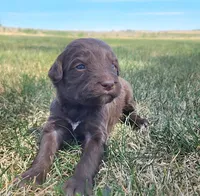 Bordoodle, a female Border Collie and Poodle - Standard  for sale in Scottsbluff, NE – 1 of 6