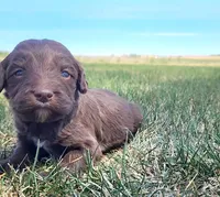 Bordoodle, a female Border Collie and Poodle - Standard  for sale in Scottsbluff, NE – 3 of 6