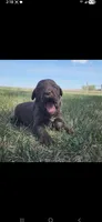 Bordoodle, a female Border Collie and Poodle - Standard  for sale in Scottsbluff, NE – 6 of 6