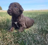 Bordoodle, a female Border Collie and Poodle - Standard  for sale in Scottsbluff, NE – 2 of 6