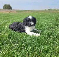 Bordoodle, a male Bordoodle for sale in Scottsbluff, NE – 3 of 4