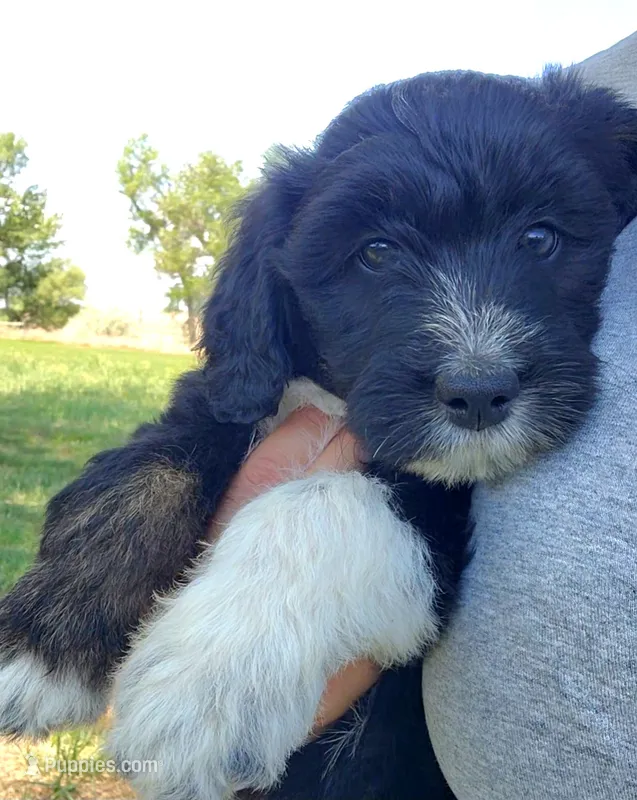 Bordoodle – Bordoodle puppy for sale in Scottsbluff, NE