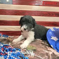 Bordoodle, a female Bordoodle for sale in Scottsbluff, NE – 4 of 4