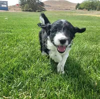 Bordoodle, a male Bordoodle for sale in Scottsbluff, NE – 3 of 6