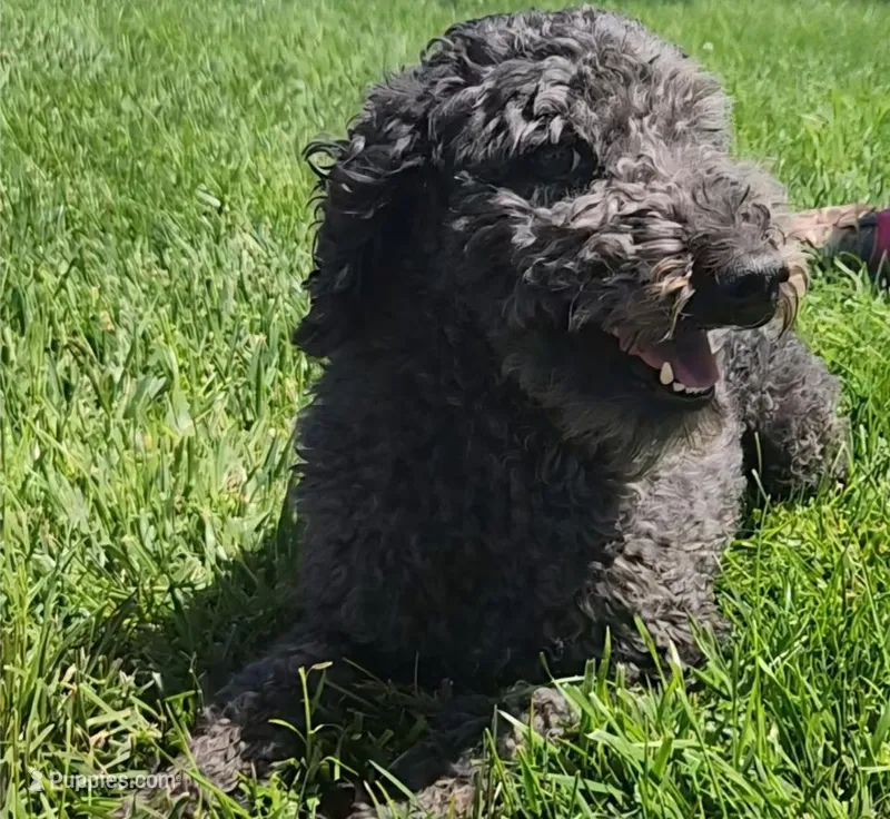 Olive – Poodle - Standard  puppy for sale in Scottsbluff, NE