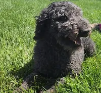 Olive, a female Poodle - Standard  for sale in Scottsbluff, NE – 1 of 1