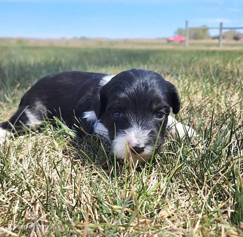 Bordoodle – Border Collie, Poodle - Standard  puppy for sale in Scottsbluff, NE