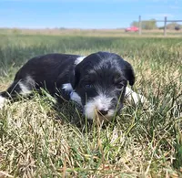 Bordoodle, a female Border Collie and Poodle - Standard  for sale in Scottsbluff, NE – 1 of 3