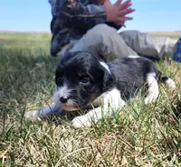 Bordoodle, a female Border Collie and Poodle - Standard  for sale in Scottsbluff, NE – 3 of 3