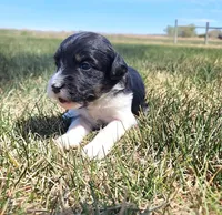 Bordoodle, a female Border Collie and Poodle - Standard  for sale in Scottsbluff, NE – 2 of 3