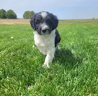 Bordoodle, a male Bordoodle for sale in Scottsbluff, NE – 2 of 4