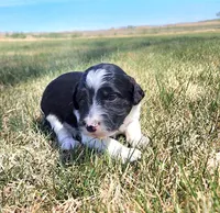 Bordoodle, a male Border Collie and Poodle - Standard  for sale in Scottsbluff, NE – 1 of 3