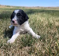 Bordoodle, a male Border Collie and Poodle - Standard  for sale in Scottsbluff, NE – 3 of 3