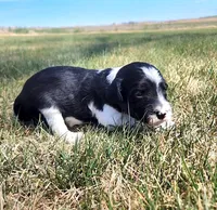 Bordoodle, a male Border Collie and Poodle - Standard  for sale in Scottsbluff, NE – 2 of 3