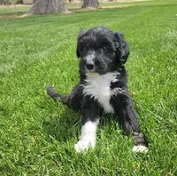 Bordoodle, a female Bordoodle for sale in Scottsbluff, NE – 2 of 8