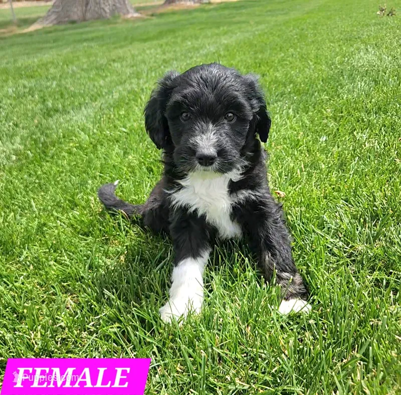 Bordoodle – Border Collie, Poodle - Standard  puppy for sale in Scottsbluff, NE
