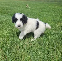 Bordoodle, a female Bordoodle for sale in Scottsbluff, NE – 3 of 5