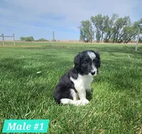 Bordoodle, a male Bordoodle for sale in Scottsbluff, NE – 2 of 5