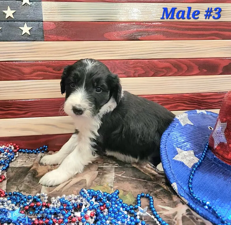 Bordoodle – Border Collie, Poodle - Standard  puppy for sale in Scottsbluff, NE