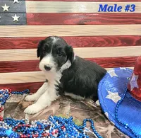 Bordoodle, a male Bordoodle for sale in Scottsbluff, NE – 6 of 6