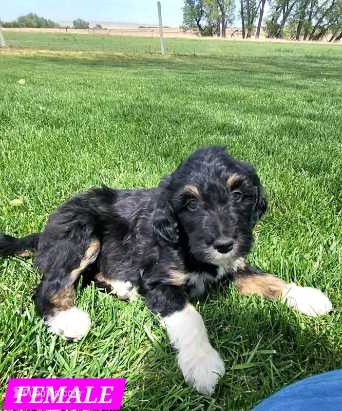 Bordoodle – Border Collie, Poodle - Standard  puppy for sale in Scottsbluff, NE