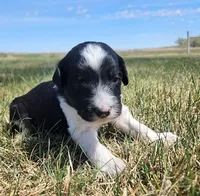 Bordoodle, a male Border Collie and Poodle - Standard  for sale in Scottsbluff, NE – 2 of 4
