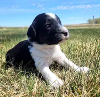 Bordoodle, a male Border Collie and Poodle - Standard  for sale in Scottsbluff, NE – 3 of 4