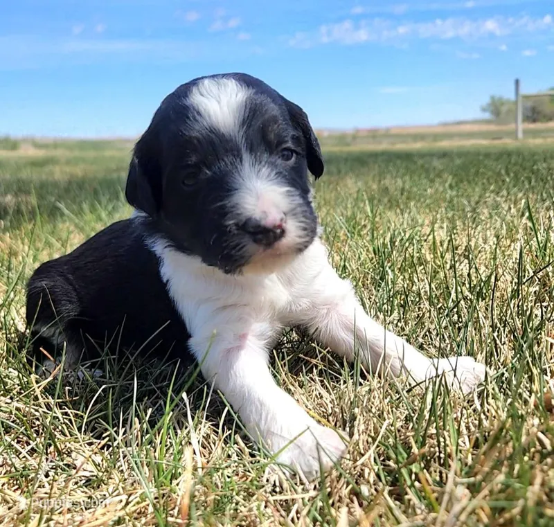 Bordoodle – Border Collie, Poodle - Standard  puppy for sale in Scottsbluff, NE