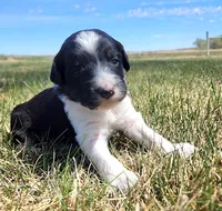 Bordoodle, a male Border Collie and Poodle - Standard  for sale in Scottsbluff, NE – 1 of 4