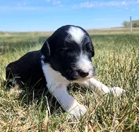 Bordoodle, a male Border Collie and Poodle - Standard  for sale in Scottsbluff, NE – 4 of 4