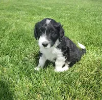Bordoodle, a male Bordoodle for sale in Scottsbluff, NE – 2 of 6