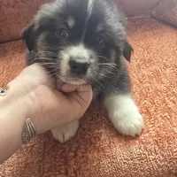 King, a male American Eskimo and Australian Shepherd for sale in Warwick, NY – Photo 8 of 10