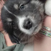 King, a male American Eskimo and Australian Shepherd for sale in Warwick, NY – Photo 5 of 10