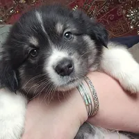 King, a male American Eskimo and Australian Shepherd for sale in Warwick, NY – Photo 6 of 10